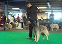 n°94 Chentyt des loups de la foret sacrée 5404